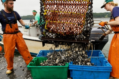 A man and a woman in bright orange waders on a floating barge empty a net full of oysters into four plastic bins. 
